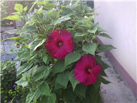 52ddf135-Picture 002.jpg